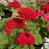 Pelargonium 'Scarlet Rambler' - Pelargoon 'Scarlet Rambler' P9/0,55L